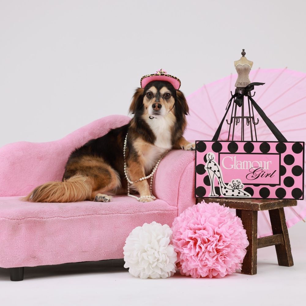 Hollywood Photo Studios - Pet photography - Session Photography Near Me - Phoenix, Arizona