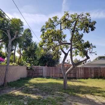 Environmental Green Tree Care - Exceptional job from Environmental Green Tree Care pruning the loquat and avocado tree - Tree Services Near Me