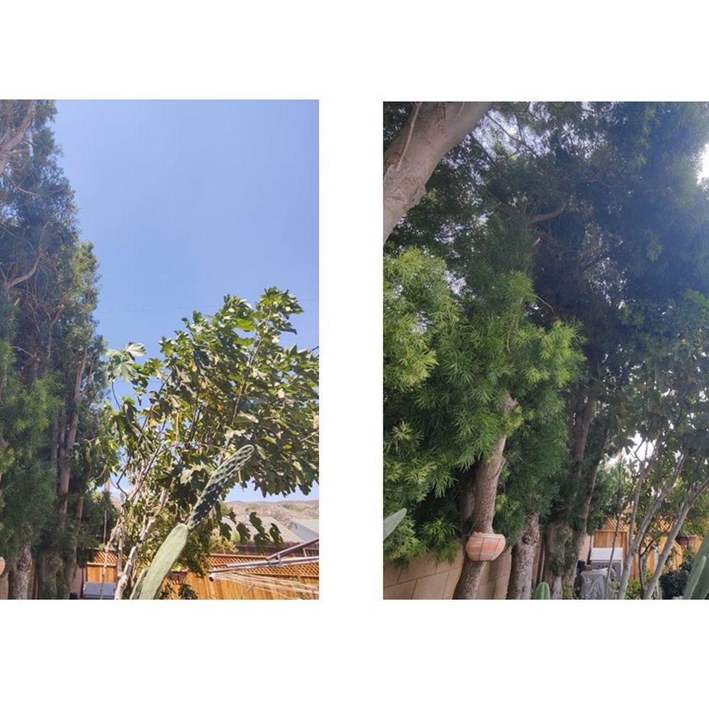 Pinnacle Tree Care - After and before - Tree Services Near Me
