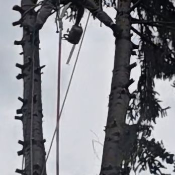 Man vs Tree - One way or another we get it done safe! - Tree Services Near Me Man vs Tree - One way or another we get it done safe! - Tree Services Near Me
