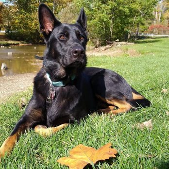 K9 Resorts - Bluffton - Our boy . - Pet Boarding Near Me - Ridgeland, South Carolina K9 Resorts - Bluffton - Our boy . - Pet Boarding Near Me - Ridgeland, South Carolina
