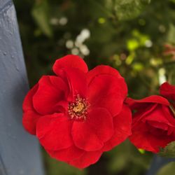 State Street Motel - Exterior flowers
