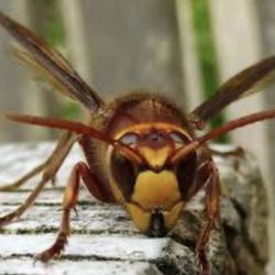 Cummings Pest Solutions - European Hornet