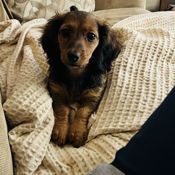 Hurricane Hills Dachshunds - Dachshund puppy Bella - Pet Breeders Near Me - Waverly, Tennessee Hurricane Hills Dachshunds - Dachshund puppy Bella - Pet Breeders Near Me - Waverly, Tennessee