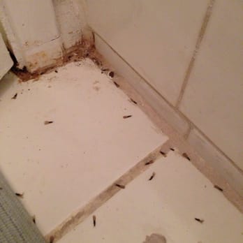 Wethergage Management - Termites that keep coming up since #wethergagemanagement is so slow to respond or have the issue dealt with properly. - Property Management Near Me - Lake Forest, California Wethergage Management - Termites that keep coming up since #wethergagemanagement is so slow to respond or have the issue dealt with properly. - Property Management Near Me - Lake Forest, California