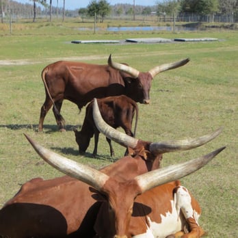 Safari Wilderness Ranch - Watusis - Tours Near Me - Lakeland, Florida Safari Wilderness Ranch - Watusis - Tours Near Me - Lakeland, Florida