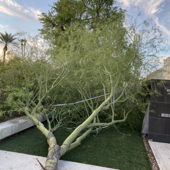 Liberty Tree Experts - Palo Verde - Tree Services Near Me