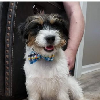 Rolling Hills Russells - Veterinarians Near Me