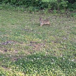 Lasalle Park - Hi lil fella