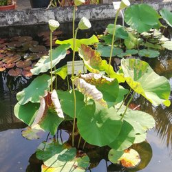 Botanischer Garten - Indische Lotusblume