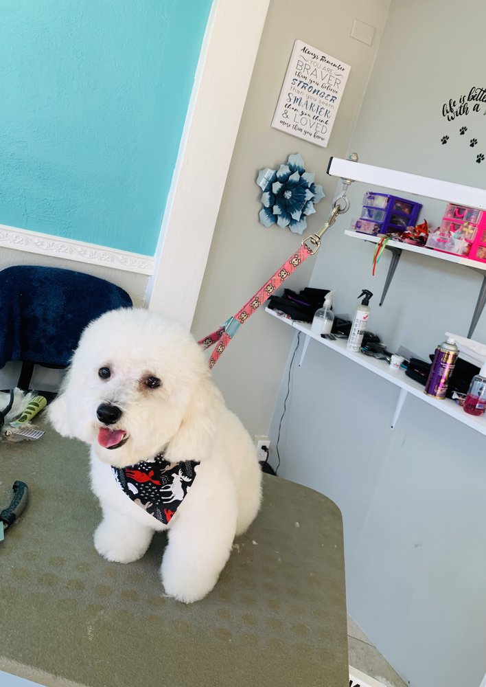 PAW CITY ELITE GROOMING SALON 10 Photos 161 W Berwick St, Easton