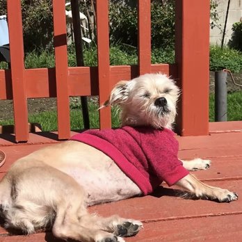 Pacifica Pet Hospital - Our sweet Mocha - Veterinarians Near Me - Pacifica, California Pacifica Pet Hospital - Our sweet Mocha - Veterinarians Near Me - Pacifica, California