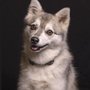 Photo of Pet Photography New York