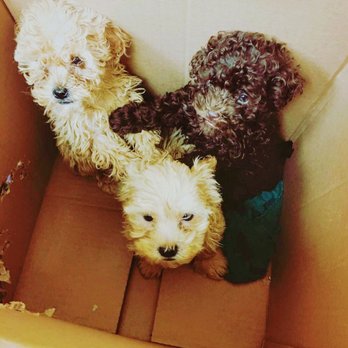 Dream House Rescue - Animal Shelters Near Me Dream House Rescue - Animal Shelters Near Me