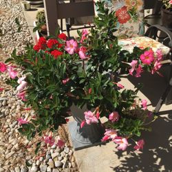 Robert Brown's Flower Shoppe