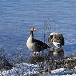 Lerchenauer See