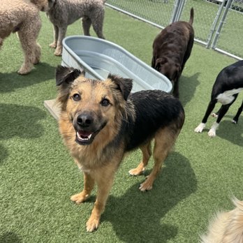 Bark U - Pet Training Near Me - King Of Prussia, Pennsylvania Bark U - Pet Training Near Me - King Of Prussia, Pennsylvania