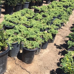 Fuku Bonsai Nursery