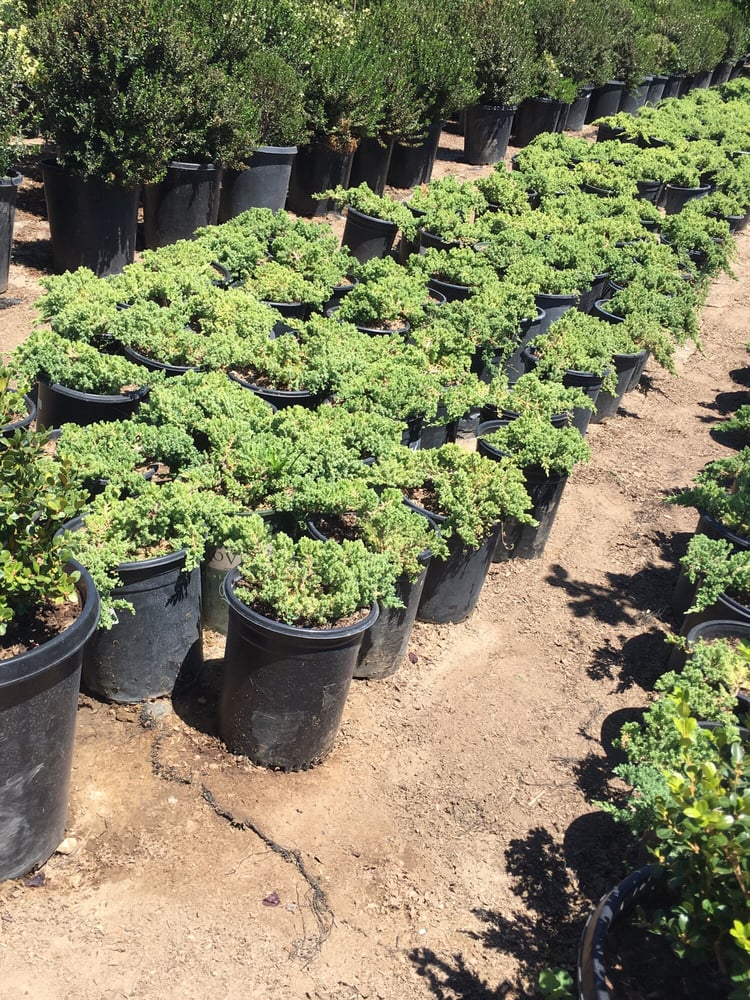 U Bonsai Nursery Nurseries Gardening 550 W 168th St U Bonsai Nursery Nurseries