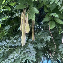 This tree that I always wondered what kind of tree it was