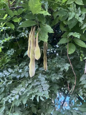 Pelham Bay Park by null