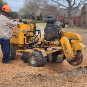 S Green Tree Services - We also remove the Stump carefully after we REMOVED the TREE - Tree Services Near Me S Green Tree Services - We also remove the Stump carefully after we REMOVED the TREE - Tree Services Near Me