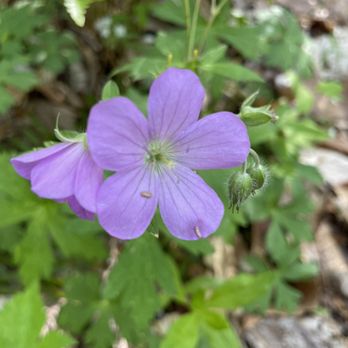 Crabtree Falls - Wild flowers. - Hiking Near Me - Montebello, Virginia Crabtree Falls - Wild flowers. - Hiking Near Me - Montebello, Virginia
