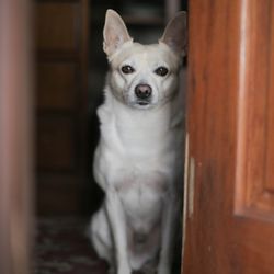 Schnitzel Studios - Pet Photography - Nimbus