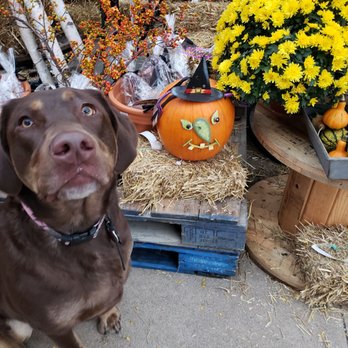 Pasquesi Home & Gardens - Maisie loves Pasquesi. - Nurseries & Gardening Near Me - Lake Bluff, Illinois Pasquesi Home & Gardens - Maisie loves Pasquesi. - Nurseries & Gardening Near Me - Lake Bluff, Illinois