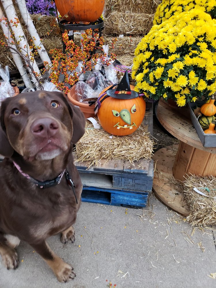 PASQUESI HOME & GARDENS 78 Photos & 30 Reviews Nurseries