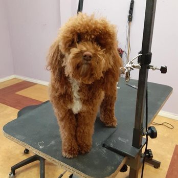 JoJo's Pet Palace - Pet Groomers Near Me - Kaysville, Utah JoJo's Pet Palace - Pet Groomers Near Me - Kaysville, Utah