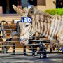 Photo of Burro Cebra