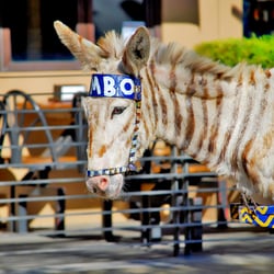 Burro Cebra - Burro Cebra =)