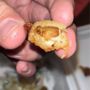 Photo of Dirty Turtle