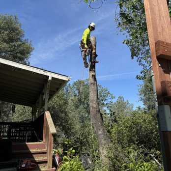 Master Skill Tree Service - Live Oak Removed! - Tree Services Near Me - Redding, California Master Skill Tree Service - Live Oak Removed! - Tree Services Near Me - Redding, California