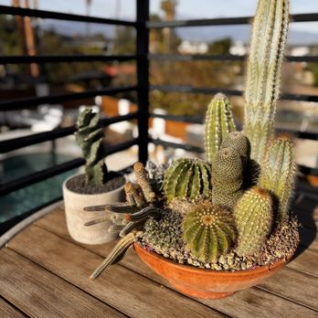 Shuna’s Succulent House - Cacti - Nurseries & Gardening Near Me - Chino, California