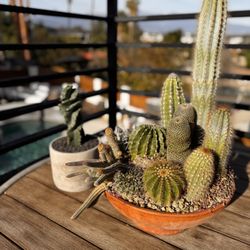 Cacti