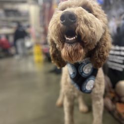 A Home of Their Own Animal Rescue