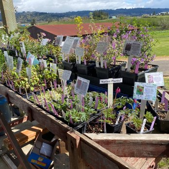 Chehelam Flats Farm Market - Herbs - Pick Your Own Farms Near Me - Newberg, Oregon