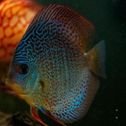 US Tropical Fish