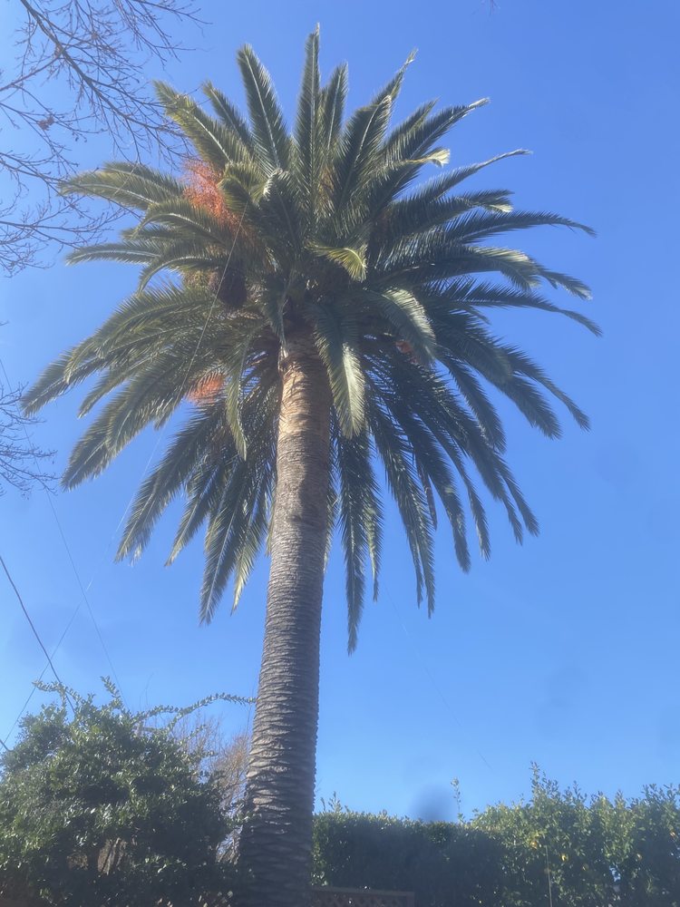 Slide of Ramirez Tree Service 