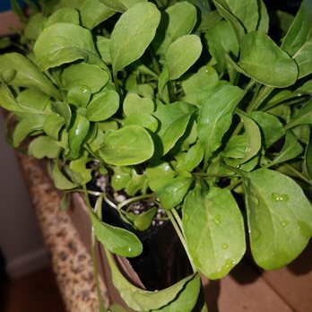 Koolau Farmers - Arugula, gave me a cardboard box as well that perfectly fit everything - Nurseries & Gardening Near Me - Honolulu, Hawaii Koolau Farmers - Arugula, gave me a cardboard box as well that perfectly fit everything - Nurseries & Gardening Near Me - Honolulu, Hawaii