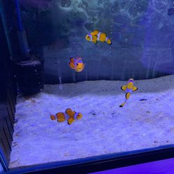 tropical fish and pet supplies