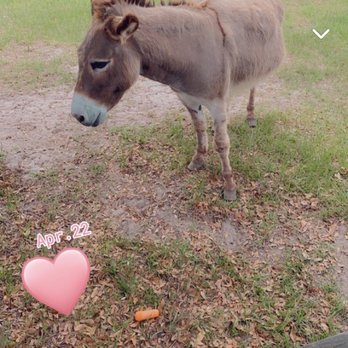 Mill Creek Farm - Animal Shelters Near Me - Alachua, Florida Mill Creek Farm - Animal Shelters Near Me - Alachua, Florida