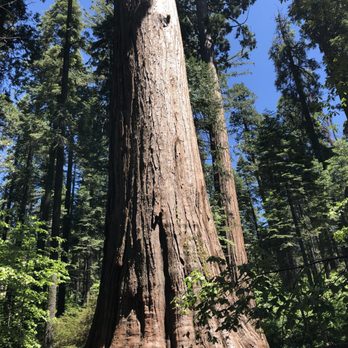 Calaveras Big Trees State Park - Parks Near Me - Arnold, California Calaveras Big Trees State Park - Parks Near Me - Arnold, California