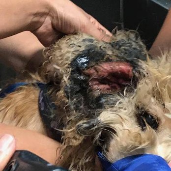Starcrest Boarding Kennels - Cocker- ears so infected the tissue was necrotic, didn't get like this overnight, he has years of scar tissue in the canal. no vet care! - Pet Sitting Near Me - Sun Valley, California Starcrest Boarding Kennels - Cocker- ears so infected the tissue was necrotic, didn't get like this overnight, he has years of scar tissue in the canal. no vet care! - Pet Sitting Near Me - Sun Valley, California