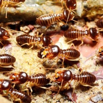 Verminator Pest Control - Pest Control Near Me