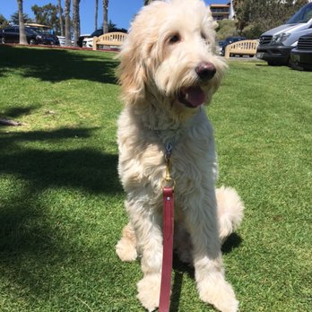 Innate Dog Training - Pet Training Near Me