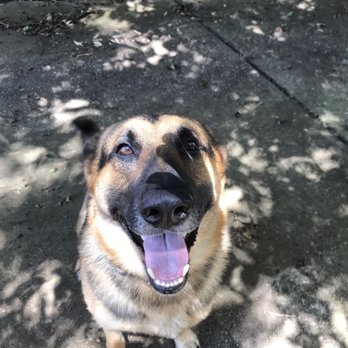 Atlanta Walks and Wags - I'm a Lucky dog! - Dog Walkers Near Me Atlanta Walks and Wags - I'm a Lucky dog! - Dog Walkers Near Me
