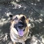 Atlanta Walks and Wags